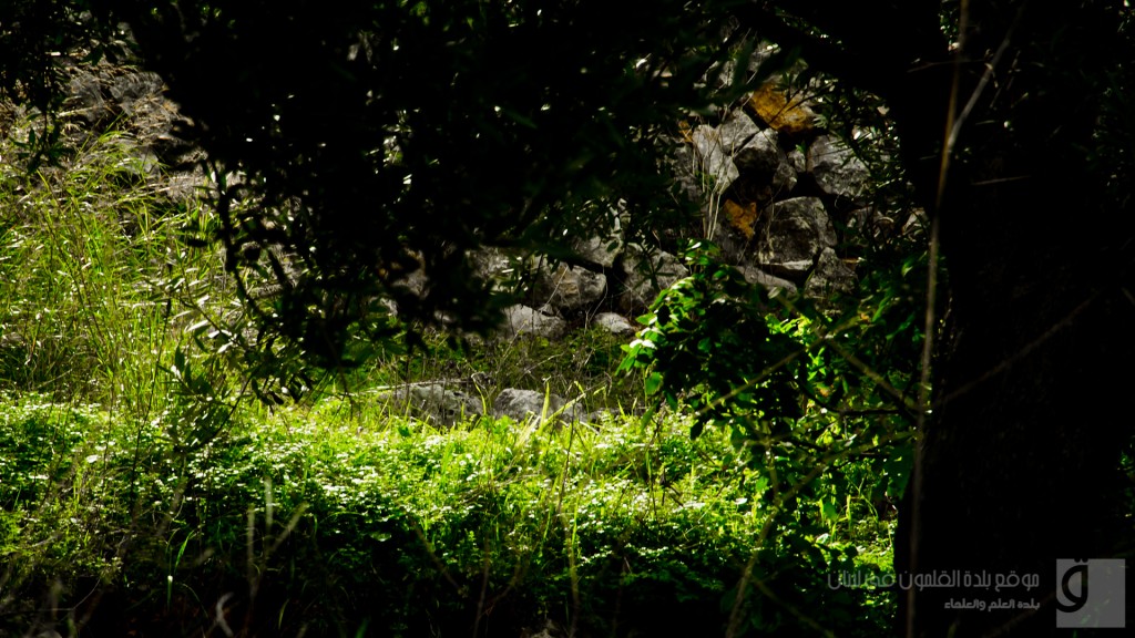 q_DSC_0541